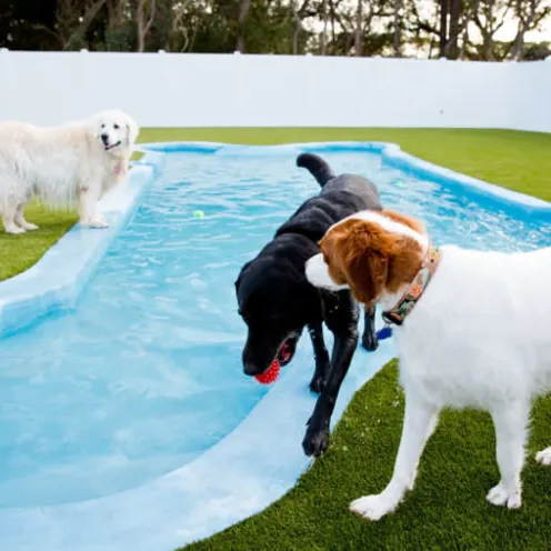 Island Animal Hospital Doggy Pool and three dogs